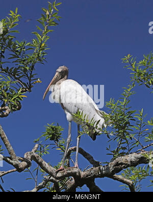 Holz Storch stehend auf Ast hoch oben in einem Baum vor einem blauen Hintergrund Stockfoto