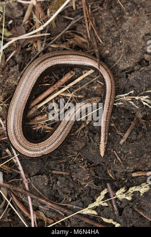 Weibliche Wurm Anguis fragilis Langsam Stockfoto