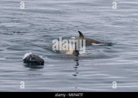 Antarktis, südlichen Ozean in der Nähe von Neko Harbour. Schwertwale aka Orca (Orcinus orca) Jagd Antarktis Fell Dichtung (Arctocephalus gazella). Stockfoto