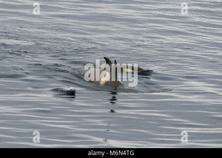 Antarktis, südlichen Ozean in der Nähe von Neko Harbour. Schwertwale aka Orca (Orcinus orca) Jagd Antarktis Fell Dichtung (Arctocephalus gazella). Stockfoto