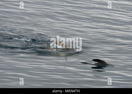 Antarktis, südlichen Ozean in der Nähe von Neko Harbour. Schwertwale aka Orca (Orcinus orca) Jagd Antarktis Fell Dichtung (Arctocephalus gazella). Stockfoto