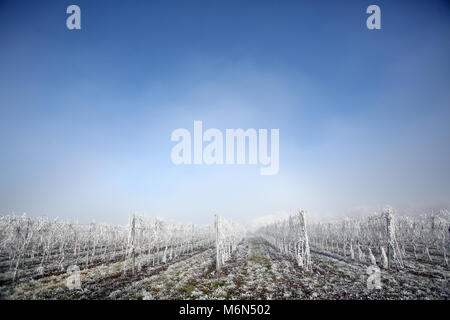 Weinberg im Winter. Gefrorene Landschaft auf sonnigen und nebliger Tag. Stockfoto