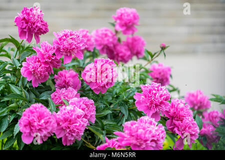 Reichlich üppig blühenden Rosa Lila Pfingstrosen im Garten. Traditionelle florale Symbol für China, wo in der Kunst verwendet und König der Blumen genannt Stockfoto