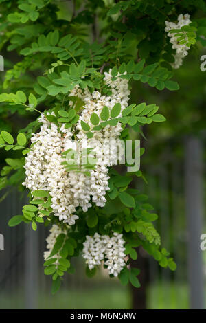 Reichlich Blüten von Robinia pseudoacacia, falsche Akazie, Robinie. Quelle der Nektar für Ausschreibung aber duftenden Honig, vertikale Hintergrund Stockfoto