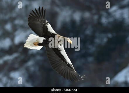 Steller's Sea Eagle angeln. Die Erwachsenen Steller Seeadler (Haliaeetus pelagicus). Stockfoto