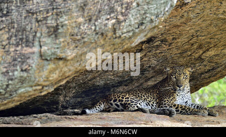 Leopard auf einem Felsen. Die Frau aus Sri Lanka Leopard (Panthera pardus kotiya). Sri Lanka. Yala National Park. Stockfoto