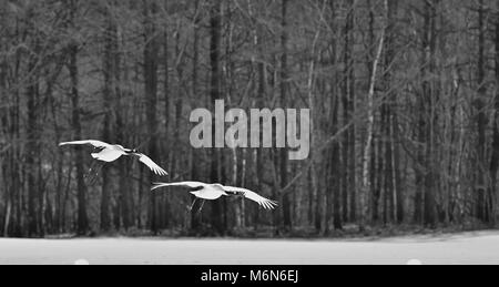 Japanische Krane im Flug im Winter Wald. Die rot-gekrönten Kran (Sceincific Name: Grus japonensis), auch die japanischen Kran oder Mandschurischen cra genannt Stockfoto