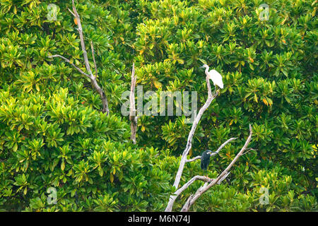 Western Reef Heron und wenig egreton tree branch Stockfoto