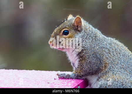 Cute chubby graue Eichhörnchen, isolierte Bild horizontal in einem Minnesota Schnee Sturm auf einem Bird Feeder. Selektiver Fokus Stockfoto