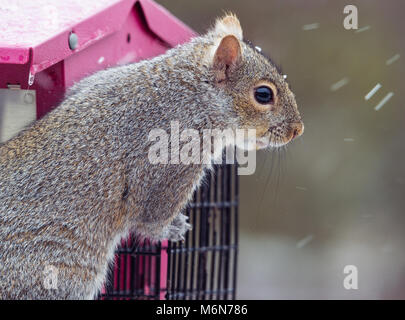 Cute chubby graue Eichhörnchen, isolierte Bild horizontal in einem Minnesota Schnee Sturm auf einem Bird Feeder. Selektiver Fokus Stockfoto
