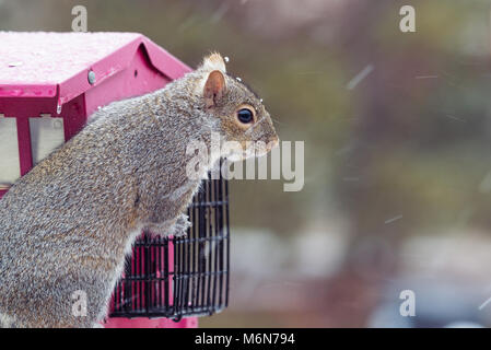 Cute chubby graue Eichhörnchen, isolierte Bild horizontal in einem Minnesota Schnee Sturm auf einem Bird Feeder. Selektiver Fokus Stockfoto