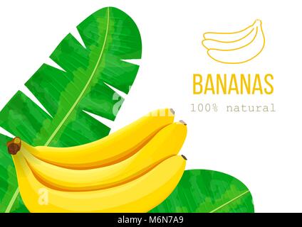 Reife Bananen und Palmen Blätter, Platz für Text. etikettenvorlage. Tropische Vector Illustration. Idee für Logo Stock Vektor