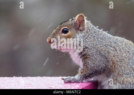 Cute chubby graue Eichhörnchen, isolierte Bild horizontal in einem Minnesota Schnee Sturm auf einem Bird Feeder. Selektiver Fokus Stockfoto