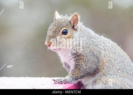 Cute chubby graue Eichhörnchen, isolierte Bild horizontal in einem Minnesota Schnee Sturm auf einem Bird Feeder. Selektiver Fokus Stockfoto