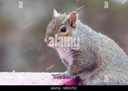 Cute chubby graue Eichhörnchen, isolierte Bild horizontal in einem Minnesota Schnee Sturm auf einem Bird Feeder. Selektiver Fokus Stockfoto