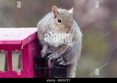 Cute chubby graue Eichhörnchen, isolierte Bild horizontal in einem Minnesota Schnee Sturm auf einem Bird Feeder. Selektiver Fokus Stockfoto
