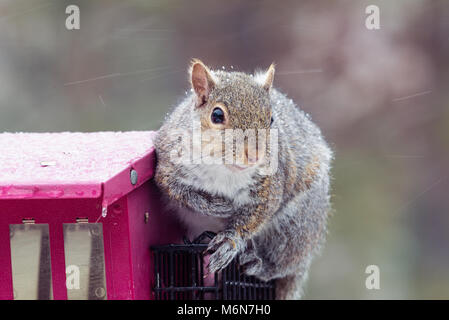 Cute chubby graue Eichhörnchen, isolierte Bild horizontal in einem Minnesota Schnee Sturm auf einem Bird Feeder. Selektiver Fokus Stockfoto