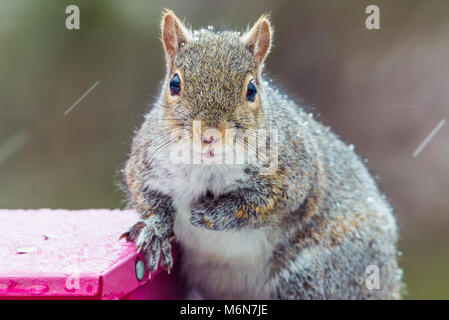 Cute chubby graue Eichhörnchen, isolierte Bild horizontal in einem Minnesota Schnee Sturm auf einem Bird Feeder. Selektiver Fokus Stockfoto