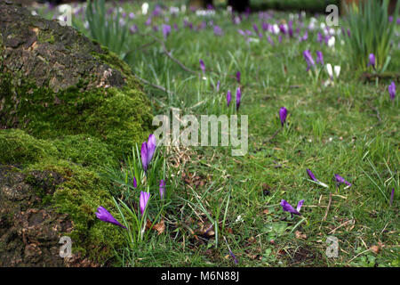 Poulton-le Fylde, Lancashire. 5 Mär, 2018. UK Wetter: der Frühling mit blühenden Krokusse Frühling Birnen Wiederherstellung nach schweren Wetter auf dem Gelände des St Chad's Kirche eine sehr geliebt Pfarrkirche im Herzen der geschäftigen Marktstadt Poulton-le-Fylde. Stockfoto