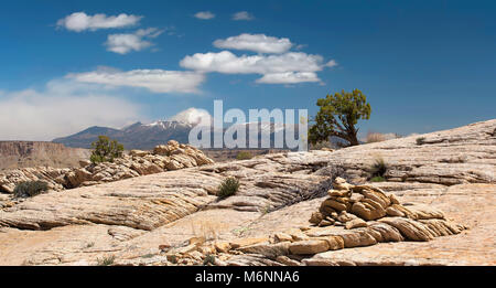 Capitol Reef, Central Florida, USA. Schöner Panoramablick auf einsamen Pine Tree auf den Felsen mit Wolken im blauen Himmel. Stockfoto