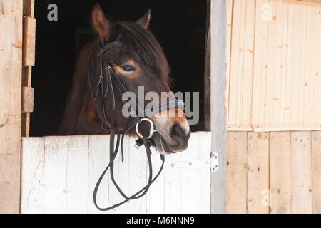 Porträt von einem Pferd im Stall auf dem Hof, Russland Stockfoto