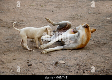 Obdachloser Hund und Welpe spielen in Freundschaft Stockfoto