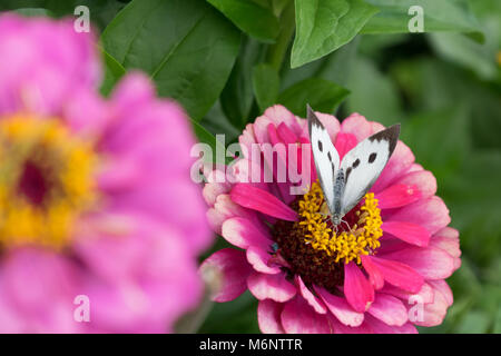 Schmetterling auf hellen rosa Blume Stockfoto