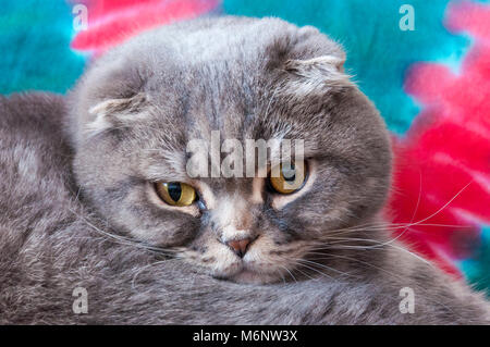 Scottish Fold Katzen sind winterhart und ihre Disposition entspricht Ihren süßen Ausdruck. Sie lieben die menschliche Gesellschaft und dies in ihren eigenen ruhigen Anzeige Stockfoto