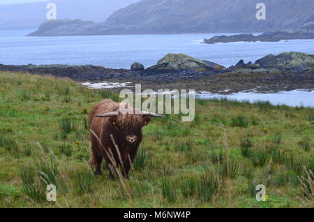 Highland-Kuh Stockfoto