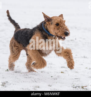 Die Airedale Terrier im Schnee Stockfoto