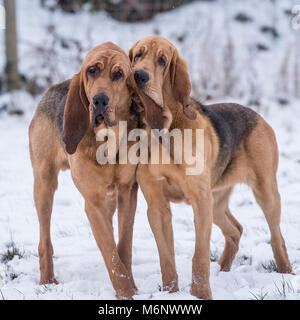 Bloodhound im Schnee Stockfoto