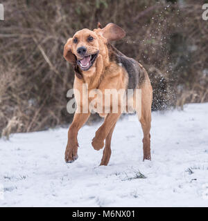 Bloodhound im Schnee Stockfoto