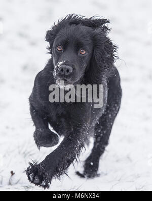 Schwarze Cocker Spaniel hund im Schnee läuft Stockfoto