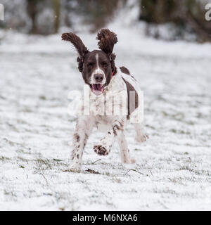 English Springer Spaniel Stockfoto