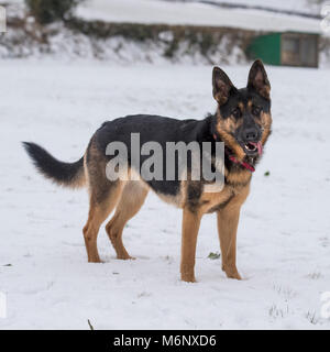 Deutscher Schäferhund Hund im Schnee Stockfoto