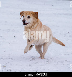 Labrador Retriever gelb im Schnee