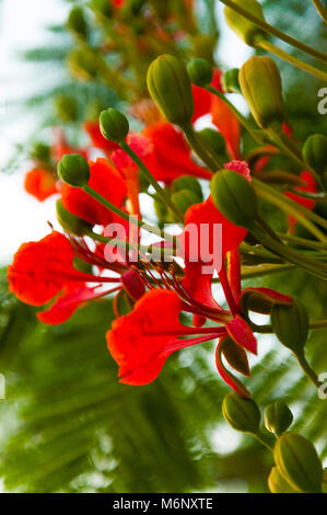 Delonix Regia, das Flame Tree, ist eine Art aus der blühenden Pflanze in der Bohne Familie Fabaceae. Es ist für seine fern - wie Blätter und extravaganten Mail-abruf wird festgestellt Stockfoto