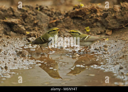 Pallas die Laubsänger (Phylloscopus proregulus) zwei Erwachsene baden Beidaihe, Hebei, China kann Stockfoto