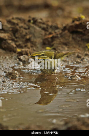 Pallas die Laubsänger (Phylloscopus proregulus) zwei Erwachsene baden Beidaihe, Hebei, China kann Stockfoto