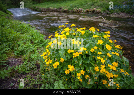 Sumpfdotterblume Caltha palustris oder mollyblobs wachsenden neben dem Fluß in der Nähe von Bradford Dale Youlgreave in The Derbyshire Peak District DE Stockfoto