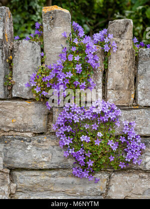 Campanula poscharskyana der Serbischen Glockenblume stolpern über ein Kalkstein Mauer in einen Englischen Garten UK Stockfoto