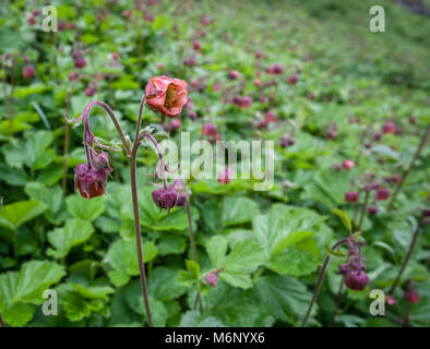 Nickend glockenförmigen Blüten Wasser avens Geum Rivale auf einer schattigen Bank im oberen Lathkill Dale in der Derbyshire Peak District DE Stockfoto