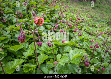 Nickend glockenförmigen Blüten Wasser avens Geum Rivale auf einer schattigen Bank im oberen Lathkill Dale in der Derbyshire Peak District DE Stockfoto