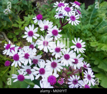 Pericallis Webbii (Flor de Mayo), eine endemische Pflanze von Gran Canaria, Kanarische Inseln, Spanien Stockfoto