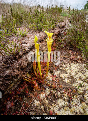 Insectivorous Blumen des gelben Kannenpflanze Sarracenia flava wachsenden mit runden leaved Sonnentau im ehemaligen Torf Ausgrabungen auf der Somerset Levels UK Stockfoto