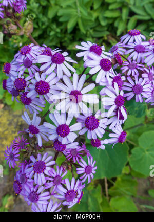 Pericallis Webbii (Flor de Mayo), eine endemische Pflanze von Gran Canaria, Kanarische Inseln, Spanien Stockfoto