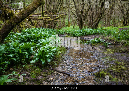 Von Klümpchen Alium ursinum Bärlauch wächst unter hazel Niederwald auf den feuchten schattig Boden von Mönchen in der Nähe von Dale Tideswell Derbyshire Peak District Stockfoto