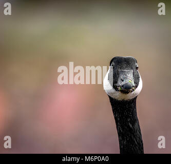 Portrait von Kanada oder Kanadische gans Branta canadensis grasen in einer Derbyshire Wasser Wiese Stockfoto