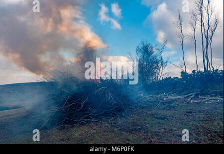 Winter Hedge coppicing und Brennen auf der Alm auf Exmoor in Somerset UK Stockfoto