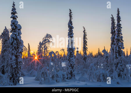 Winterlandschaft in direktem Licht bei Sonnenuntergang mit schönen warmen Farben in den Himmel und kalte blaue Farbe in den Schnee, und die Sonne scheint durch die Bäume auf der Suche l Stockfoto